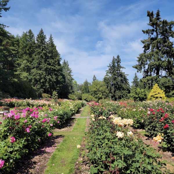 Walkway with pink and white roses at the Washington Park rose garden in Portland, Oregon