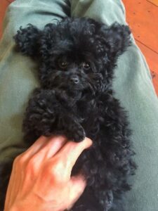 miniature black poodle laying on its back